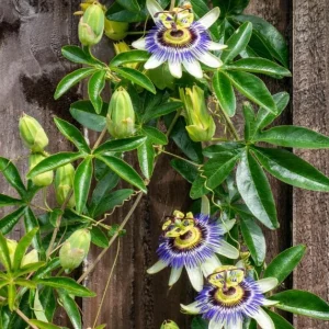 Blue Passion Flower Live Plant – Passiflora Caerulea Vine – 3-6 inch Tall Starter - Image 7