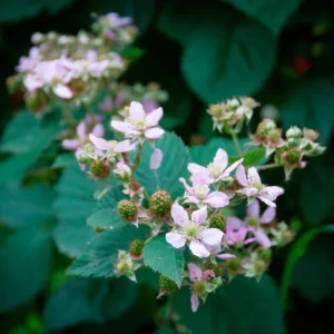 Boysenberry Live Plant – Sweet Tangy Hybrid Berry Bush – 3-6 inch Starter Plant – Outdoor Fruit - Image 2