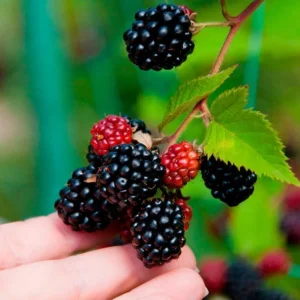 Boysenberry Live Plant – Sweet Tangy Hybrid Berry Bush – 3-6 inch Starter Plant – Outdoor Fruit - Image 3