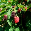 Boysenberry Live Plant – Sweet Tangy Hybrid Berry Bush – 3-6 inch Starter Plant – Outdoor Fruit - Image 1