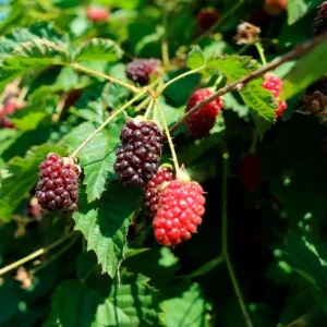 Boysenberry Live Plant – Sweet Tangy Hybrid Berry Bush – 3-6 inch Starter Plant – Outdoor Fruit - Image 1