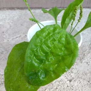 Broadleaf Plantain Live Plant - Plantago Asiatica Rooted - 1 Count Outdoor Herb - Image 2