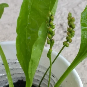 Broadleaf Plantain Live Plant - Plantago Asiatica Rooted - 1 Count Outdoor Herb - Image 3