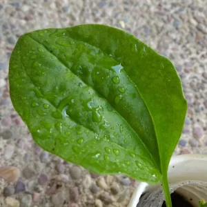 Broadleaf Plantain Live Plant - Plantago Asiatica Rooted - 1 Count Outdoor Herb - Image 4