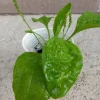 Broadleaf Plantain Live Plant - Plantago Asiatica Rooted - 1 Count Outdoor Herb - Image 1