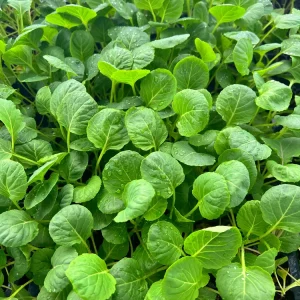 Brussel Sprouts Gustus F1 - 6 Live Vegetable Seedlings for Outdoor Garden - Image 2