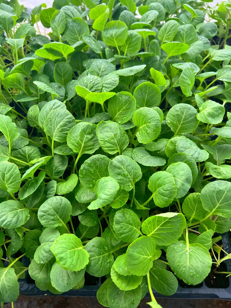 Brussel Sprouts Gustus F1 - 6 Live Vegetable Seedlings for Outdoor Garden - Image 2