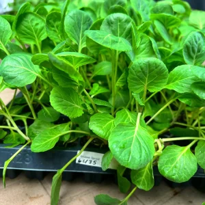 Brussel Sprouts Gustus F1 - 6 Live Vegetable Seedlings for Outdoor Garden - Image 1