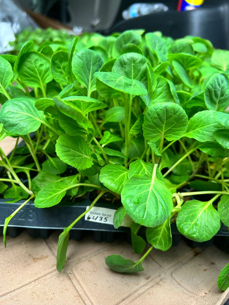 Brussel Sprouts Gustus F1 - 6 Live Vegetable Seedlings for Outdoor Garden - Image 1