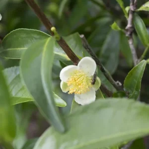 Camellia Sinensis Live Plant – Easy Grow Tea Plant – 3-5