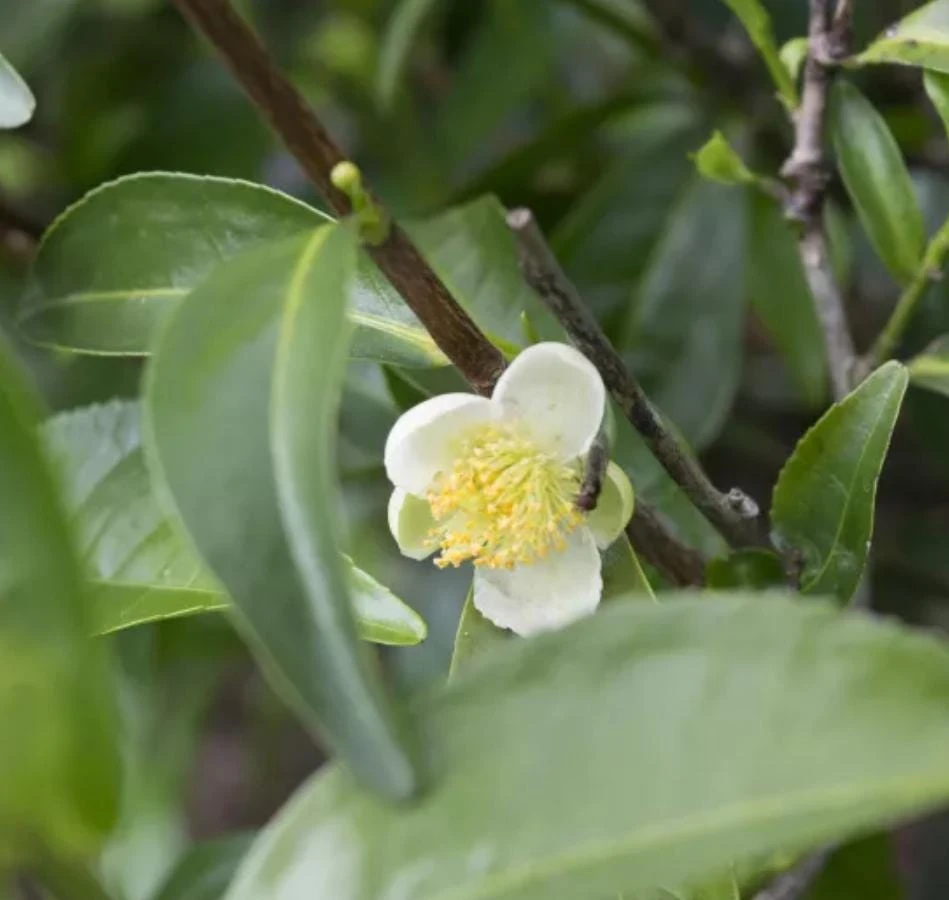 Camellia Sinensis Live Plant – Easy Grow Tea Plant – 3-5" Tall – Starter - Image 2