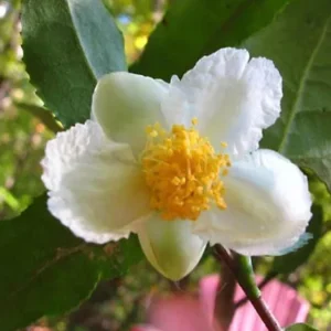Camellia Sinensis Live Plant – Easy Grow Tea Plant – 3-5" Tall – Starter - Image 1