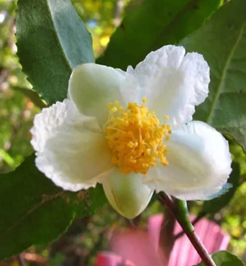 Camellia Sinensis Live Plant – Easy Grow Tea Plant – 3-5" Tall – Starter - Image 1
