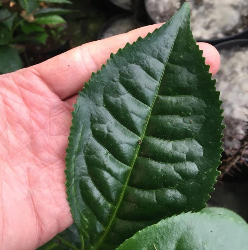 Camellia Sinensis Live Plant – Easy Grow Tea Plant – 3-5" Tall – Starter - Image 3