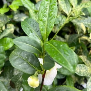 Camellia Sinensis Live Plant – Tea Plant Starter – 6 to 8 inch Tall – Indoor/Outdoor - Image 2