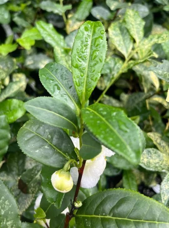 Camellia Sinensis Live Plant – Tea Plant Starter – 6 to 8 inch Tall – Indoor/Outdoor - Image 2