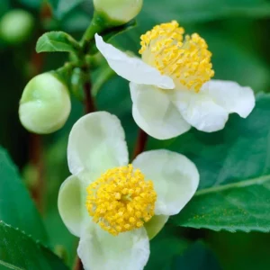 Camellia Sinensis Live Plant – Tea Plant Starter – 6 to 8 inch Tall – Indoor/Outdoor - Image 3