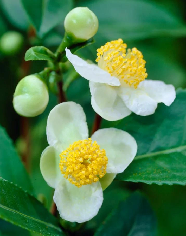 Camellia Sinensis Live Plant – Tea Plant Starter – 6 to 8 inch Tall – Indoor/Outdoor - Image 3