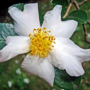 Camellia Sinensis Live Plant – Tea Plant Starter – 6 to 8 inch Tall – Indoor/Outdoor - Image 4