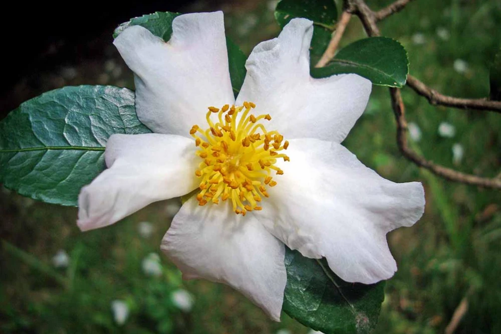 Camellia Sinensis Live Plant – Tea Plant Starter – 6 to 8 inch Tall – Indoor/Outdoor - Image 4
