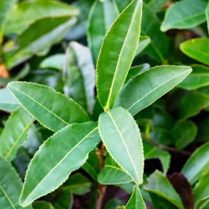 Camellia Sinensis Live Plant – Tea Plant Starter – 6 to 8 inch Tall – Indoor/Outdoor - Image 1