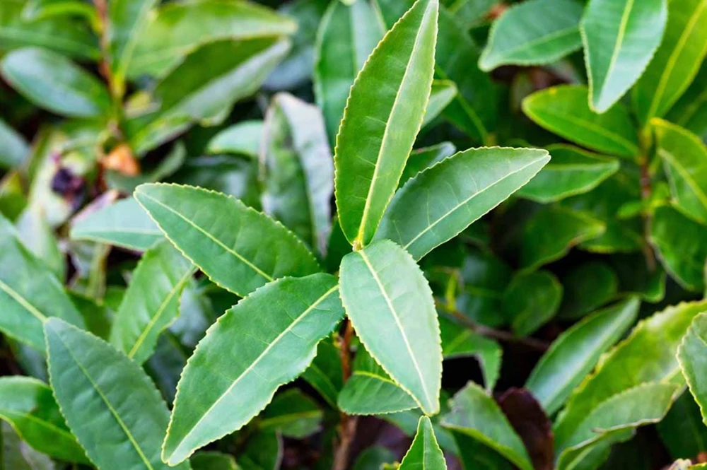 Camellia Sinensis Live Plant – Tea Plant Starter – 6 to 8 inch Tall – Indoor/Outdoor - Image 1