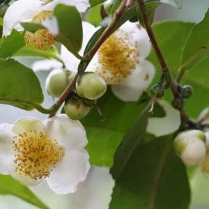 Camellia Sinensis Live Plant – Tea Plant Starter – 6 to 8 inch Tall – Indoor/Outdoor - Image 5