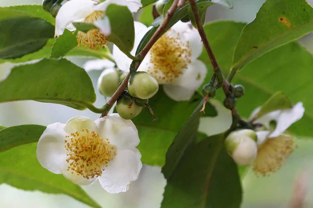 Camellia Sinensis Live Plant – Tea Plant Starter – 6 to 8 inch Tall – Indoor/Outdoor - Image 5