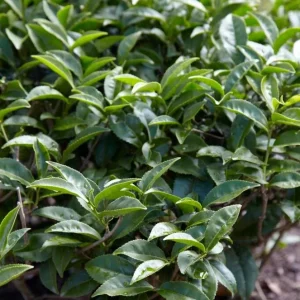 Camellia Sinensis Live Plant – Tea Plant Starter – 6 to 8 inch Tall – Indoor/Outdoor - Image 6