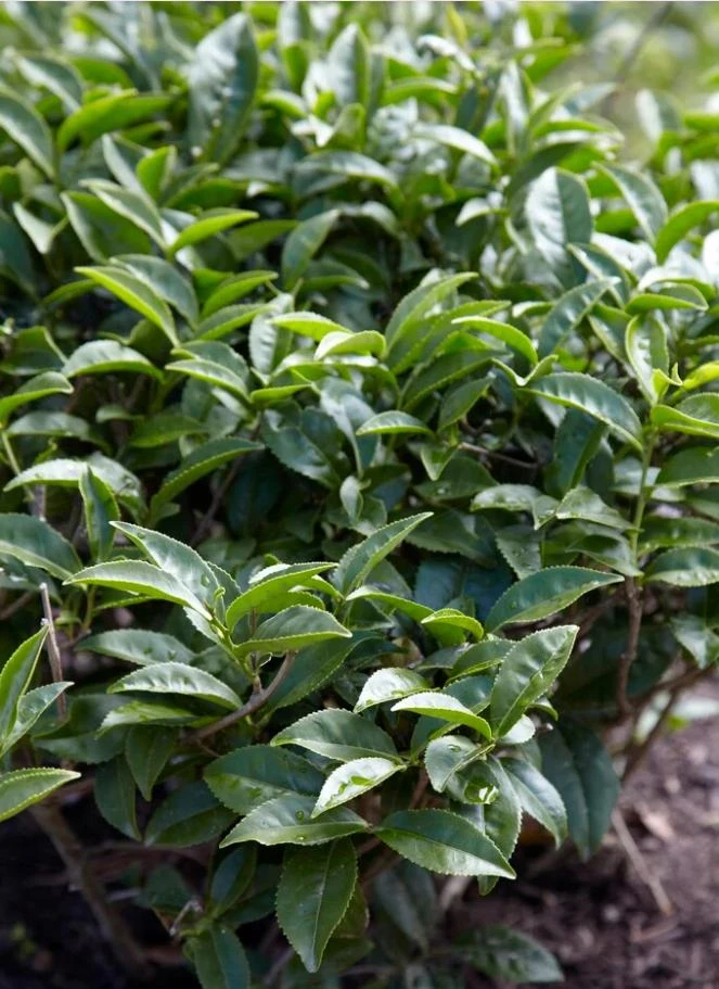 Camellia Sinensis Live Plant – Tea Plant Starter – 6 to 8 inch Tall – Indoor/Outdoor - Image 6