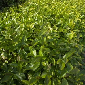 Camellia Sinensis Live Plant – Tea Plant Starter – 6 to 8 inch Tall – Indoor/Outdoor - Image 7