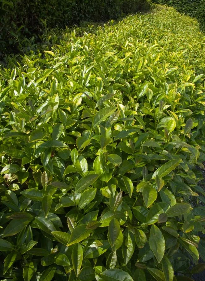 Camellia Sinensis Live Plant – Tea Plant Starter – 6 to 8 inch Tall – Indoor/Outdoor - Image 7