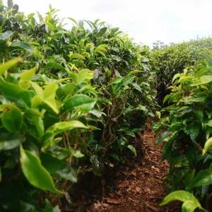 Camellia Sinensis Live Plant – Tea Plant Starter – 6 to 8 inch Tall – Indoor/Outdoor - Image 8