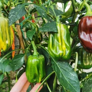 Candy Cane Chocolate Cherry Pepper Plant – Live Ornamental Chili Pepper – Set of 2 – 3-6in Tall - Image 2