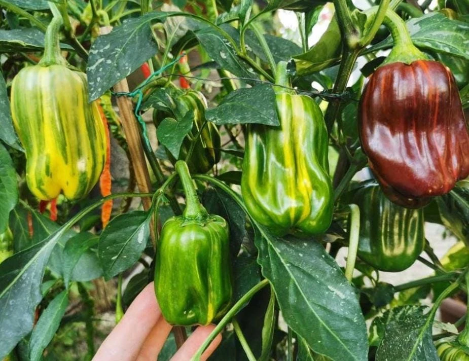 Candy Cane Chocolate Cherry Pepper Plant – Live Ornamental Chili Pepper – Set of 2 – 3-6in Tall - Image 2