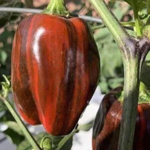 Candy Cane Chocolate Cherry Pepper Plant – Live Ornamental Chili Pepper – Set of 2 – 3-6in Tall - Image 3