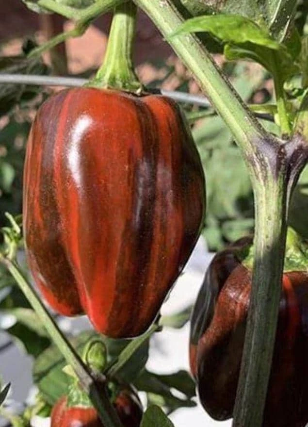 Candy Cane Chocolate Cherry Pepper Plant – Live Ornamental Chili Pepper – Set of 2 – 3-6in Tall - Image 3