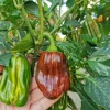 Candy Cane Chocolate Cherry Pepper Plant – Live Ornamental Chili Pepper – Set of 2 – 3-6in Tall - Image 1