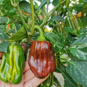 Candy Cane Chocolate Cherry Pepper Plant – Live Ornamental Chili Pepper – Set of 2 – 3-6in Tall - Image 1