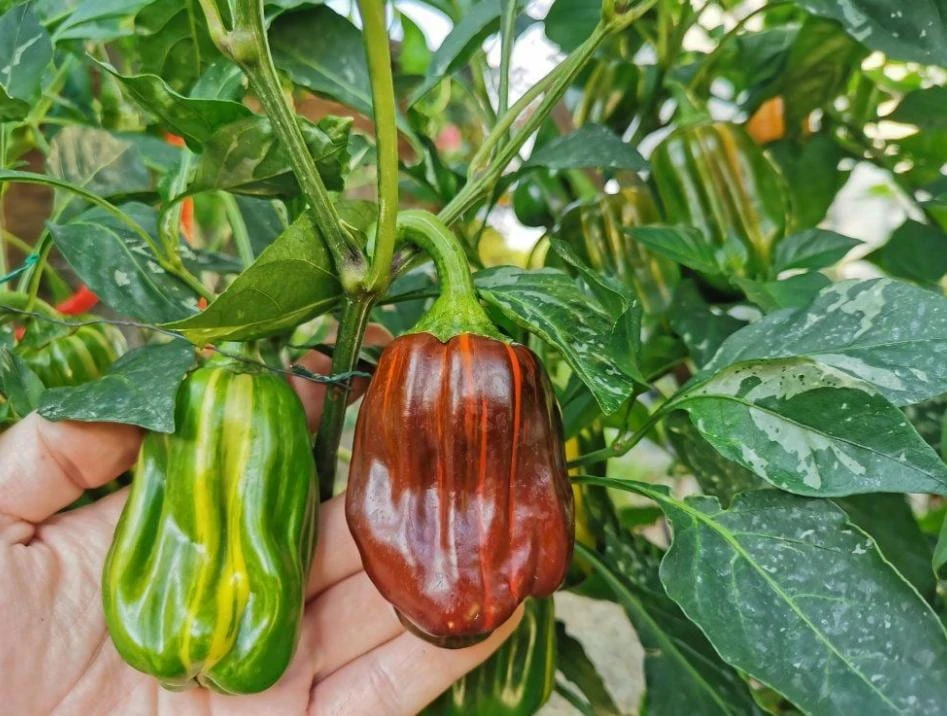Candy Cane Chocolate Cherry Pepper Plant – Live Ornamental Chili Pepper – Set of 2 – 3-6in Tall - Image 1