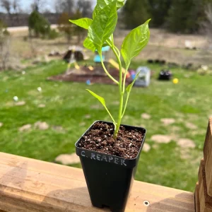 Carolina Reaper Pepper Live Plant - 2.5" pot - Image 1