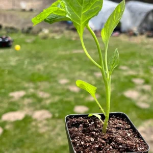 Carolina Reaper Pepper Live Plant - 2.5