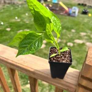 Carolina Reaper Pepper Live Plant - 2.5