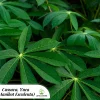 Cassava Yuca Live Plant - Manihot Esculenta - 2.5 inch Pot - Image 1