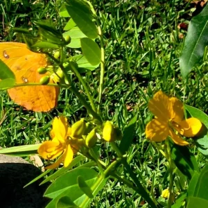 Cassia Butterfly Host Live Plant - Fast Growing Pollinator Shrub - 4