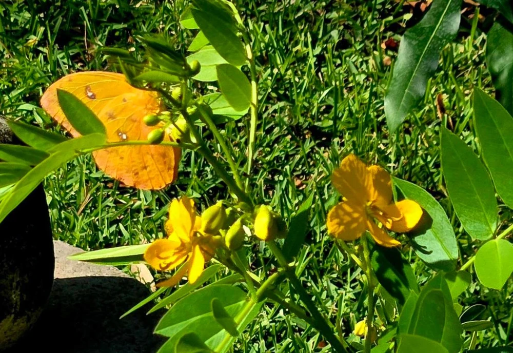 Cassia Butterfly Host Live Plant - Fast Growing Pollinator Shrub - 4" Pot - Image 2