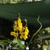Cassia Butterfly Host Live Plant - Fast Growing Pollinator Shrub - 4" Pot - Image 1