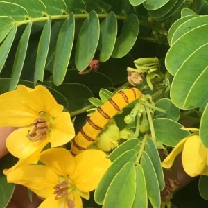 Cassia Butterfly Host Live Plant - Fast Growing Pollinator Shrub - 4