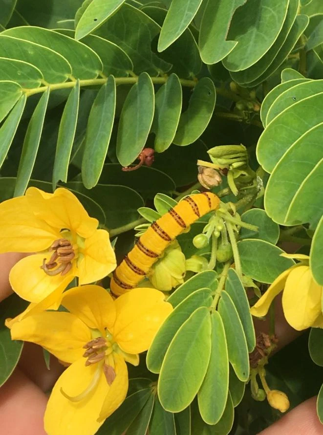 Cassia Butterfly Host Live Plant - Fast Growing Pollinator Shrub - 4" Pot - Image 3