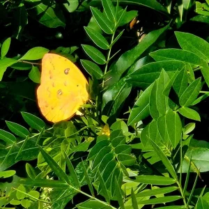 Cassia Butterfly Host Live Plant - Fast Growing Pollinator Shrub - 4